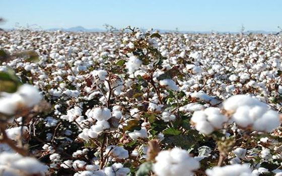  مصر اليوم - زراعة 5 آلاف و643 فدان قطن في بني سويف هذا العام