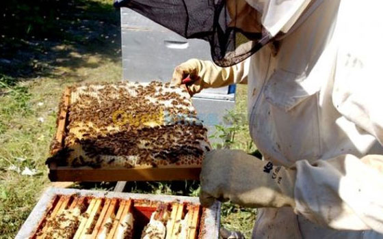   مصر اليوم - تراجع في إنتاج عسل الحمضيات في البليدة في الجزائر