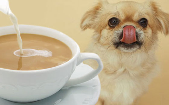   مصر اليوم - شاي خاص للكلاب أحدث منتج تطرحه شركة بريطانية