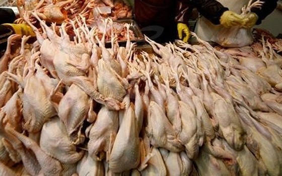   مصر اليوم - ارتفاع كبير في أسعار الدواجن والأسماك في الإسماعيليّة