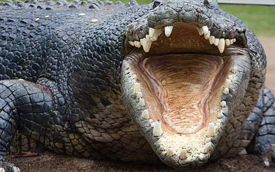   مصر اليوم - تمساح يلتهم صبيًا كان يصطاد مع والديه في بابوا غينيا الجديدة