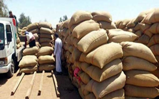 مصر اليوم - تموين بني سويف يضبط 235 طن قمح قبل تهريبها