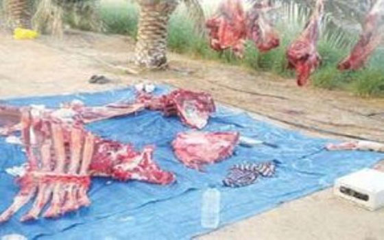   مصر اليوم - القبض على المتهم بذبح الحمير وبيع لحومها للمواطنين في العياط