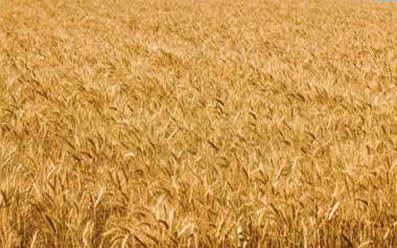 مصر اليوم - محافظ البحيرة: توريد 258 ألفًا و936 طن قمح لشون المحافظة