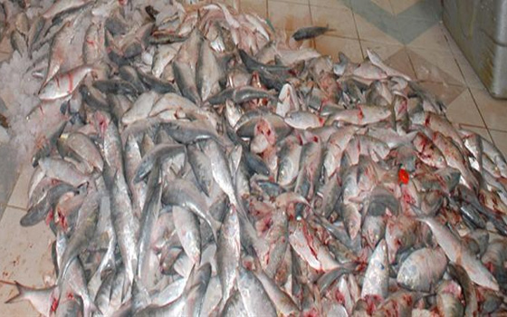   مصر اليوم - إحباط بيع طن أسماك منتهيّة الصلاحيّة في الإسماعيليّة