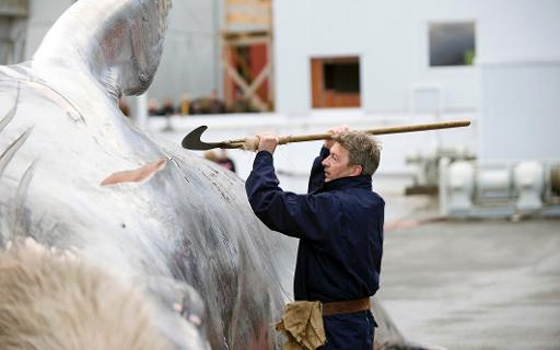   مصر اليوم - سفينة إيسلندية تنقل الفي طن لحوم حيتان لليابان وسط تنديد