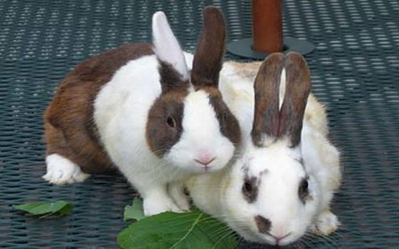   مصر اليوم - صرعة استئجار الأرانب والحيوانات خلال فصل الصيف في السويد