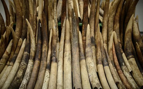   مصر اليوم - هونغ كونغ بدأت بإتلاف حوالى 30 طنًا من العاج