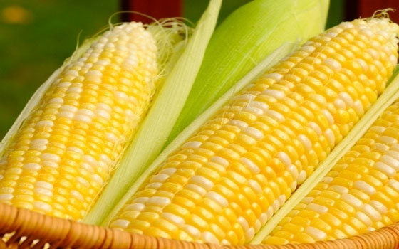   مصر اليوم - فيتامينات الذرة مصدر لصحة العيون والمناعة