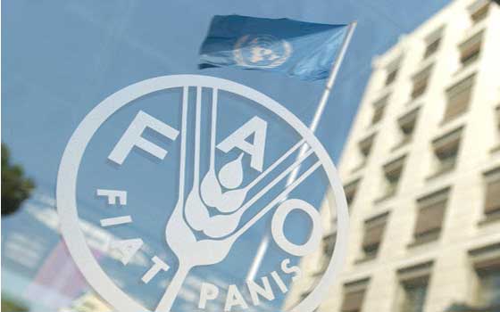   مصر اليوم - فاو تطالب بإجراءات رادعة ضد الصيد الجائر والتلوث