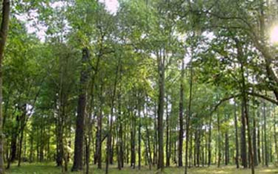   مصر اليوم - فاو تدعو دول العالم لاستصدار إجراءات لحماية التنوع الوراثي لغابات العالم