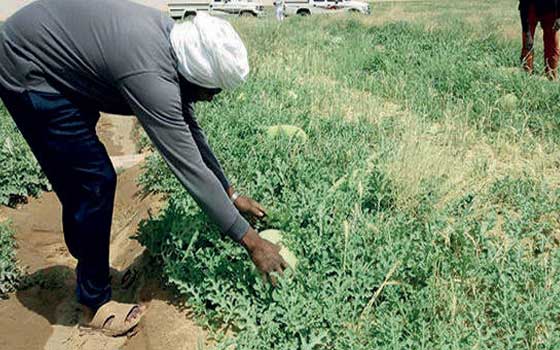   مصر اليوم - دول الخليح تستأثر بصادرات الاردن الزراعية من الخضراوات والفواكه