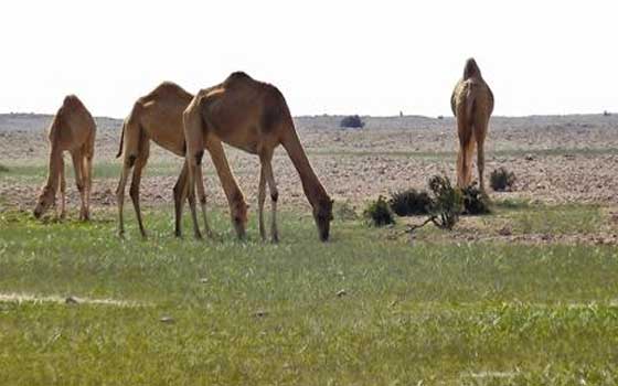   مصر اليوم - إكتشاف 5 إصابات بفيروس كورونا بين الإبل في الكويت