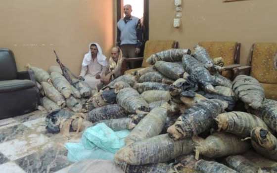 مصر اليوم - إحباط ترويج طن ونصف من مخدر البانجو في السويس