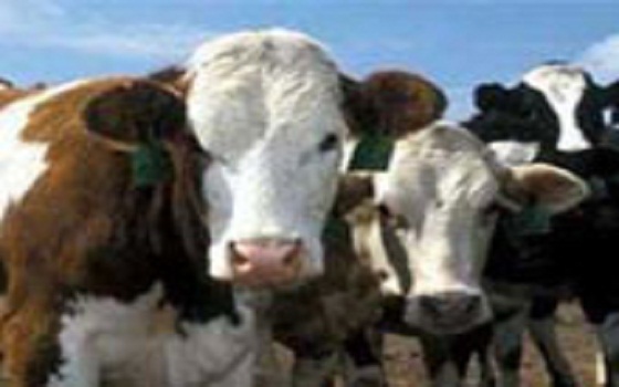 مصر اليوم - جمعيَّة في السويس تشكو من تكرار حالات سرقة الماشية