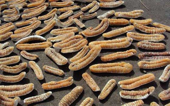   مصر اليوم - حرس حدود تبوك يضبط أربعة وافدين في حوزتهم خيار البحر