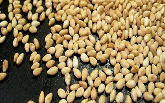   مصر اليوم - إستقرار أسعار السمسم السوداني في الأسواق العالمية