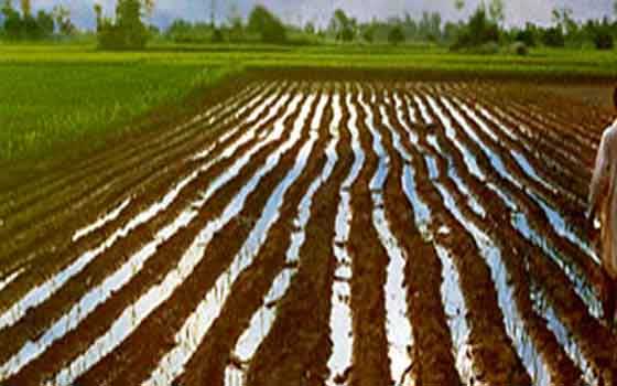   مصر اليوم - 200 طن تقاوي لإنفاذ مشروع حصاد المياه في كردفان