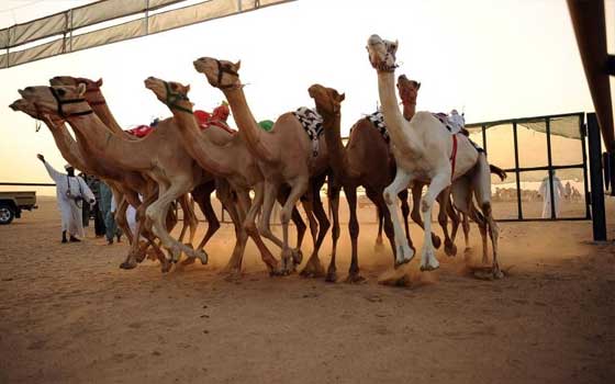   مصر اليوم - ميدان الهجن في نجران يقيم سباقه الصيفي الخامس