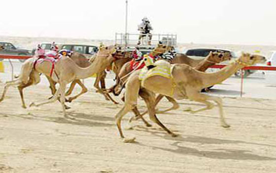   مصر اليوم - سباقات الهجن لموسم الصيف تنطلق الجمعة في الطائف