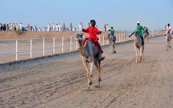   مصر اليوم - سباقات الهجن للصيف تنطلق الجمعة في الطائف السعودية