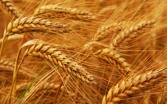 مصر اليوم - توريد 147 ألف طن من القمح في الدقهلية