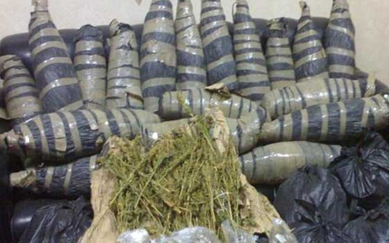   مصر اليوم - ضبط 300 شجرة بانجو مزروعة وسط محصول الذرة في طوخ