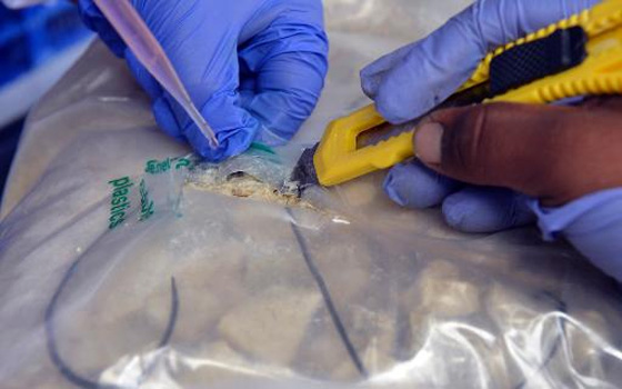   مصر اليوم - أفعى اناكوندا كانت تحمي المخدرات في الأرجنتين