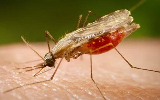   مصر اليوم - أرتفاع حالات الإصابة بـالملاريا في أسوان إلى 20
