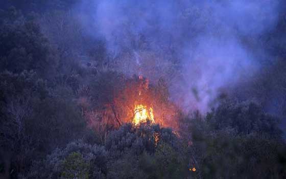   مصر اليوم - تضرر 38 هكتارًا في حريق جبل النحلي في تونس