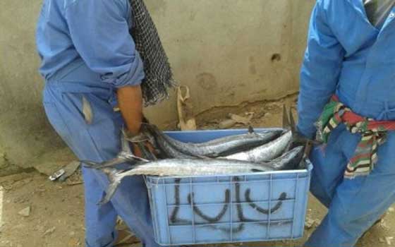   مصر اليوم - بلدية مكة المكرمة تصادر أكثر من 3 أطنان من الأسماك الفاسدة