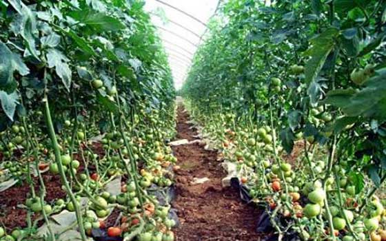   مصر اليوم - الخرطوم تؤكّد أن لا توجد مخالفات زراعية في البيوت المحمية