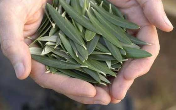   مصر اليوم - أوراق الزيتون في الاعلاف يحسن الجهاز المناعي للدواجن