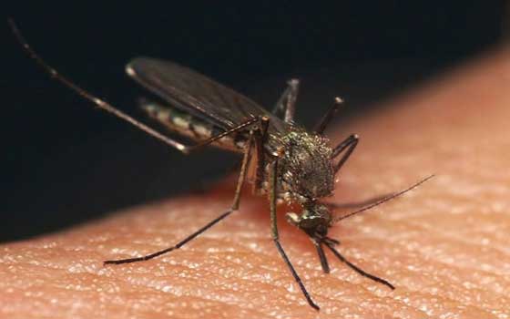   مصر اليوم - فلوريدا تواجه خطرًا من مرضين ينتقلان بواسطة البعوض