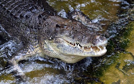   مصر اليوم - بقايا بشرية في جوف تمساح جرى صيده في أستراليا