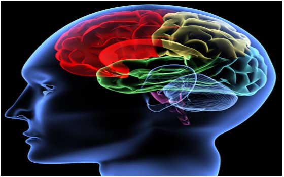   مصر اليوم - اكتشاف جزء في الدماغ يزيد من الاستجابة لعلاج الاكتئاب