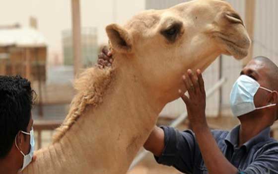   مصر اليوم - أطباء يقدمون أول دليل على انتقال كورونا من الإبل إلى البشر