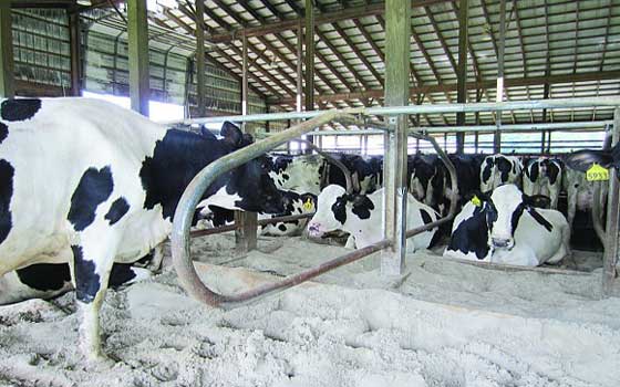   مصر اليوم - حالة وفاة رابعة جراء الإصابة بمرض جنون البقر النادر في أميركا