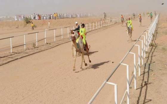   مصر اليوم - انطلاق سباقات الهجن في الطائف السعودية الجمعة