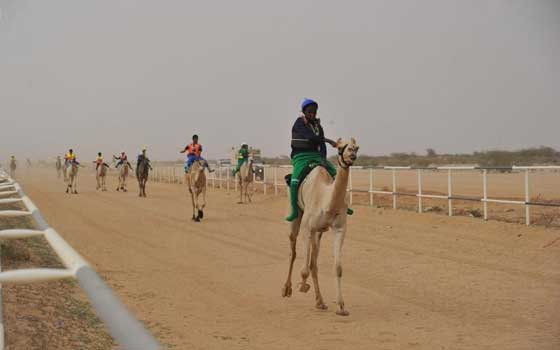   مصر اليوم - بدء سباقات الهجن للمصيف في الطائف السعودية