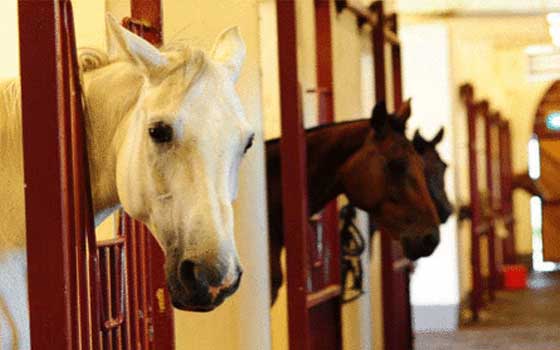   مصر اليوم - منظمة الصحة الحيوانيّة تعترف سميًا بخلو الإمارات من مرض طاعون الخيل الأفريقي