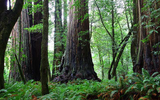   مصر اليوم - فاو: 97% من أشجار العالم لا يعرفها الإنسان