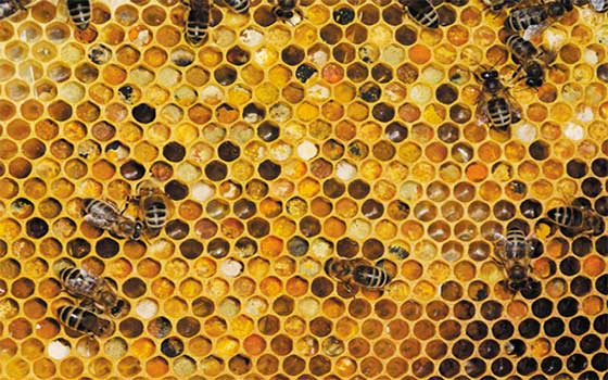   مصر اليوم - أكثر من 9000 خلية نحل تعزّز صناعة الغذاء والدواء بجازان