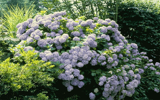   مصر اليوم - صادرات مصر من النباتات الطبيَّة والعطريَّة بلغت 85 مليون دولار