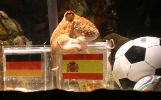   مصر اليوم - السلحفاة البرازيلية والباندا الصينية يرثان الأخطبوط بول في مونديال البرازيل