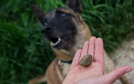   مصر اليوم - اللعب مفتاح التعلم في مدرسة تدريب الكلاب البوليسية في فرنسا