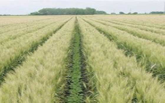   مصر اليوم - منظمة التعاون الإسلامي تدشن أول المشاريع الزراعية في الصومال