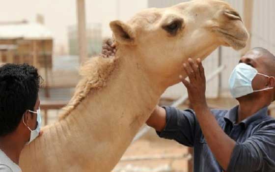   مصر اليوم - اكتشاف خمس إصابات بفيروس كورونا بين الإبل في الكويت