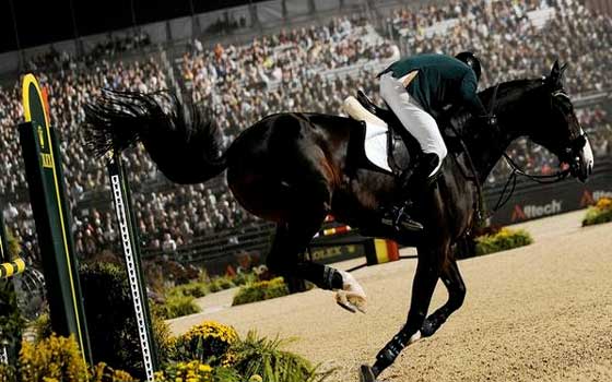   مصر اليوم - فارس كويتي يتأهل لبطولة العالم للقدرة والتحمل في فرنسا