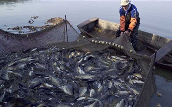   مصر اليوم - ارتفاع إنتاج تونس من الصيد البحري في بنسبة 2%